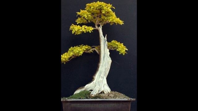 Duranta erecta "Sheena's Gold" - another fun exotic. смотреть онлайн