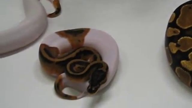 Yellowbelly Piebald Ball Python! - AKA Pumpkin Pied смотреть онлайн