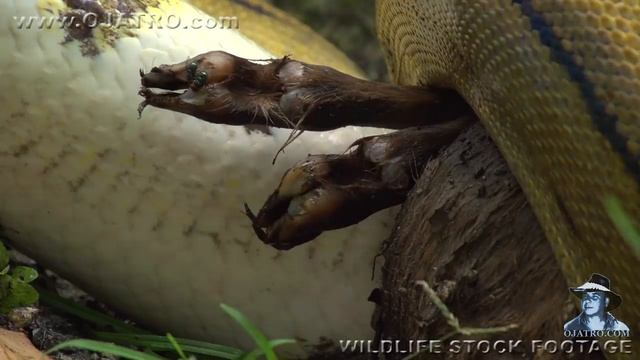 Python Eats Goat 01 Stock Footage смотреть онлайн