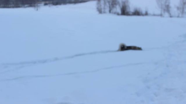 Зимняя прогулка маламутиков. смотреть онлайн