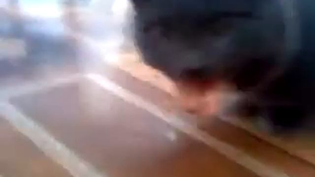 кошак и сухожилие/ cat and tendon смотреть онлайн