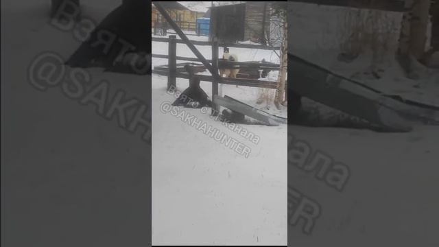 Огромный беркут залетел в частный двор в Якутии смотреть онлайн