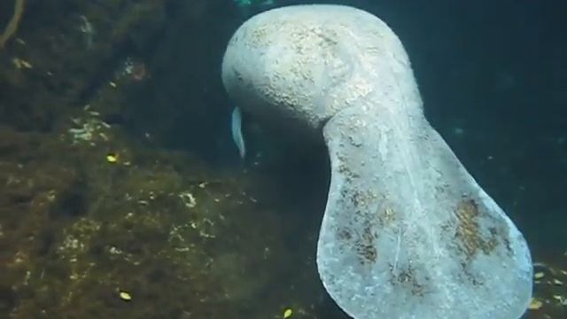 Manatee at Xpu-Ha Palace смотреть онлайн