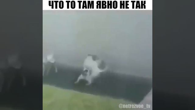 лучше нет влагалища,чем очко товарища смотреть онлайн