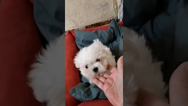 мальтезе мальтийская болонка щенок мини купить продажа питомник москва смотреть онлайн