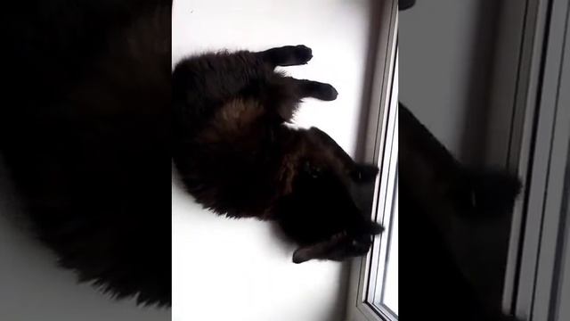 Мотька и запах хлорки/cat And Chlorine Smell