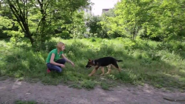 Дрессировка собак всех пород и возрастов. ОКД. смотреть онлайн