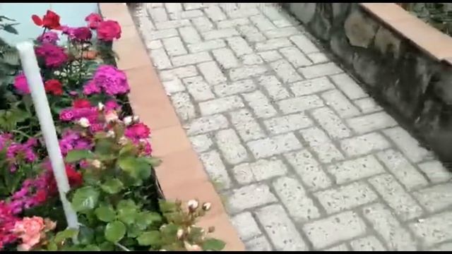 День роз смотреть онлайн