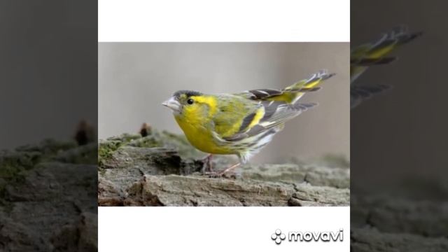 О маленьких перелётных птицах Кубани. смотреть онлайн