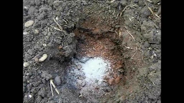 How To Grow Dahlias, Planting Out 2012. смотреть онлайн