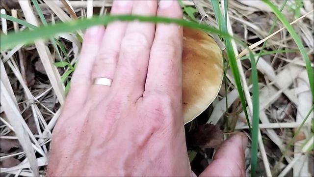 Белые грибы пошли по-тихоньку. смотреть онлайн