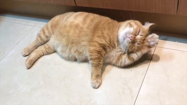 рыжий соня: как кот стал известным, ничего не делая смотреть онлайн