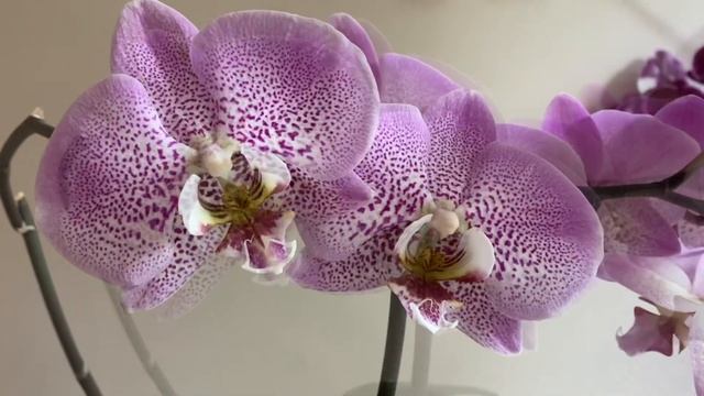 Самые неприхотливые орхидеи в моей коллекции/The Most Unpretentious Orchids In My Collection