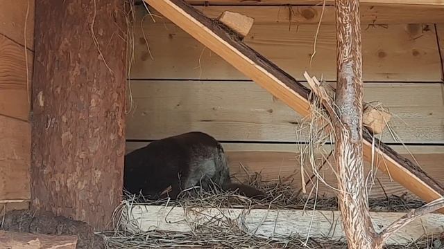 Выдру Людвига теперь можно увидеть на экспозиции? ПАРК ЗЕМЛЯ ПРАЙДА ?