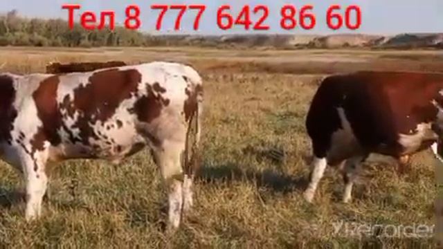 #продам 2 #быка=2000$ смотреть онлайн