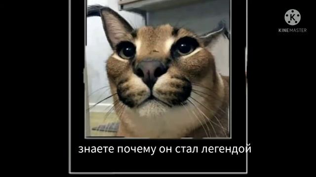 Потому что он любит пельмени смотреть онлайн