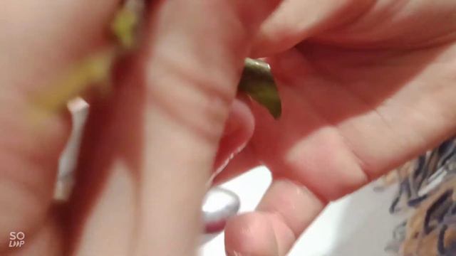 як посадити плющ смотреть онлайн