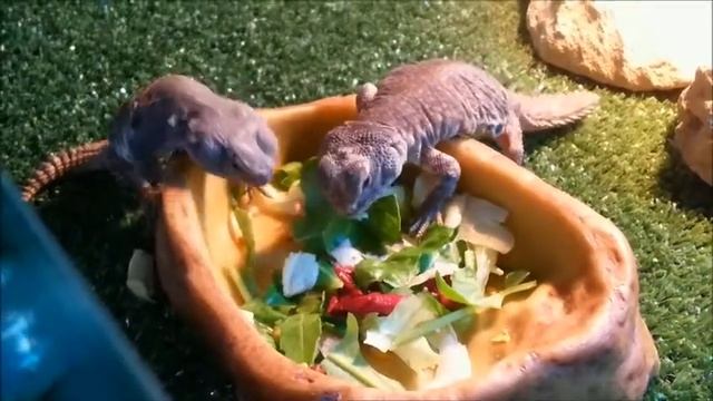 Кормление марокканских шипохвостов смотреть онлайн