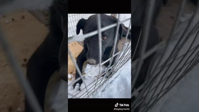 Сестричка Ириски и 11 щенков смотреть онлайн