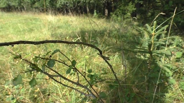 Як відрізнити БІЛИЙ ГРИБ, ПІДОСИЧНИК та ПІДБЕРЕЗНИК смотреть онлайн