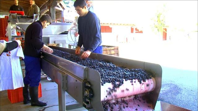 Le prestigieux vignoble de la Rioja смотреть онлайн