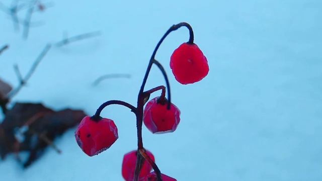 Ландыш позднеосенний в лесу, "растущий" из ноябрьского снега. 21/11/2021 смотреть онлайн