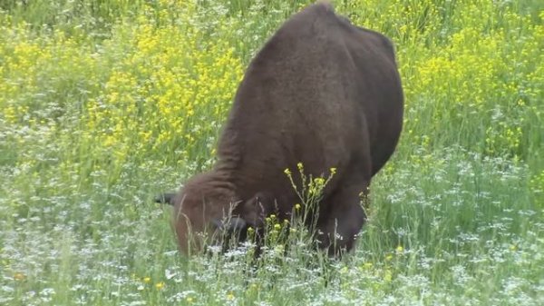 Sapere aude 6. Алтайские зубры