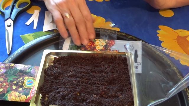 Посев примулы смотреть онлайн