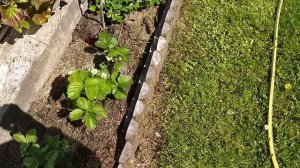 тонкости мульчирования горячей травой