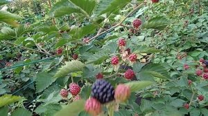 Сорт ежевики Джамбо