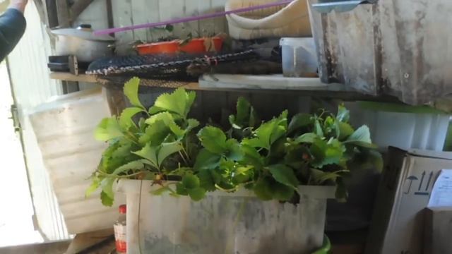 Какая ЦЕНА щенка ЗС ЛАЙКИ "дёшево" и "ДОРОГО" ? 16/07/2022/ СКОЛЬКО должен СТОИТЬ щенок ЛАЙКИ ? смотреть онлайн