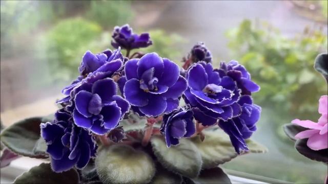 Optimara Yellowstone, Optimara MyDelight, Optimara Trinidad II