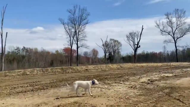 HOW TO BE A GOOD BREED AMBASSADOR TO THE DOGO ARGENTINO смотреть онлайн