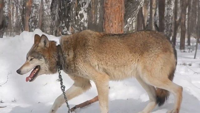 Ручной волк живет дома. смотреть онлайн