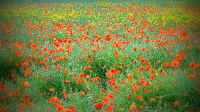 Mazurka op.7 N°1 Chopin - Essai enregistrement смотреть онлайн