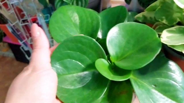 пеперомия арбузная, сморщенная, Орби пикси лайм, туполистная, ампельная смотреть онлайн