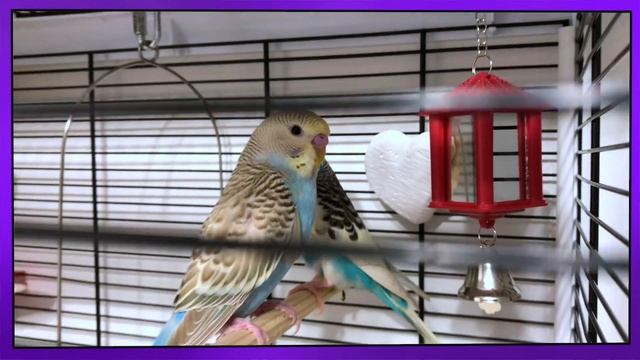 VLOG ? ПОКУПКА ПОПУГАЙ ВОЛНИСТЫЙ ? КАК ВЫБРАТЬ ПОПУГАЯ ? ЧЕМ КОРМИТЬ ? смотреть онлайн