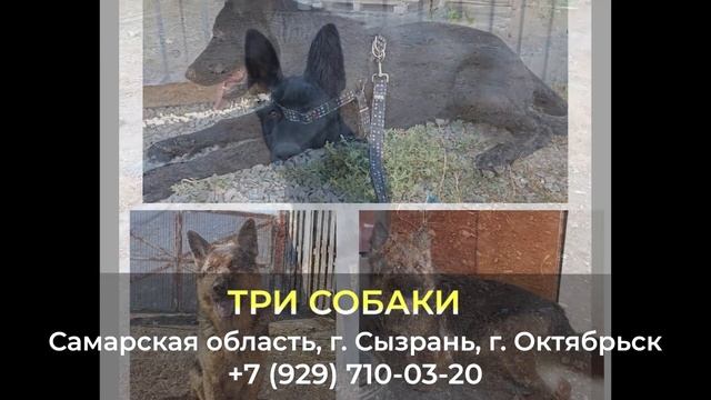 Пропали ТРИ СОБАКИ ! Самарская область , г. Сызрань , г. Октябрьск смотреть онлайн