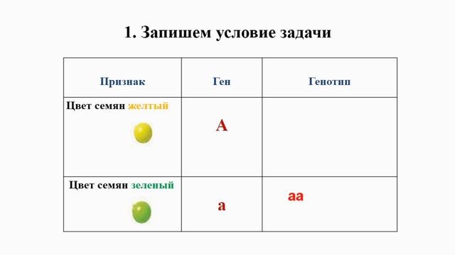 Тема 31. Цитологические основы наследования признаков при моногибридном скрещивании смотреть онлайн
