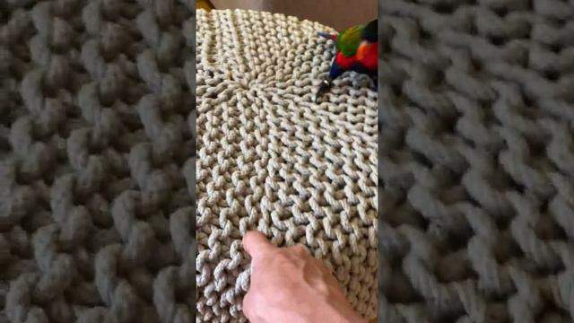 Попугай и его любимая игрушка 🤪 смотреть онлайн