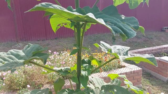 Растёт ли Павловния в северных условиях / Обзор Павловнии смотреть онлайн