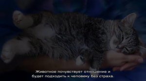 Как приучить котенка к рукам: причины страха и способы обучения