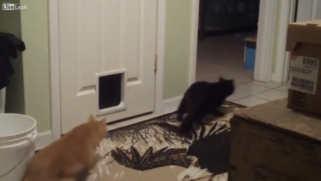 Как можно разыграть котов смотреть онлайн