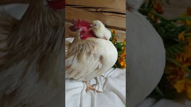 Малазийская серама. Для заказа в директ (ссылка во вкладке "о канале"). Доставка по России смотреть онлайн