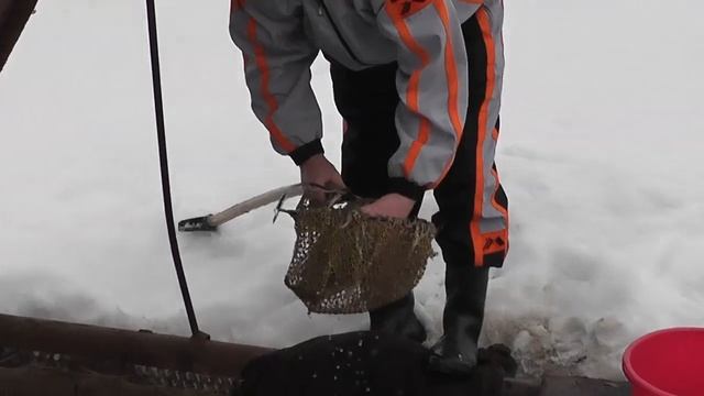 Продаём живую рыбу в Кармалах смотреть онлайн