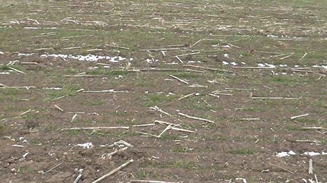 Сравнение пшеницы на No-till и минимальной обработке. смотреть онлайн