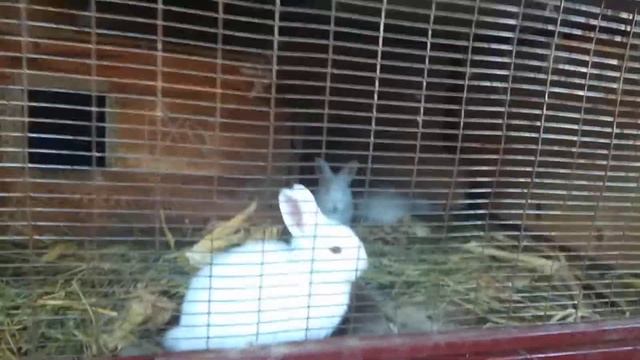 Кролики породы Новозеландская белая. смотреть онлайн