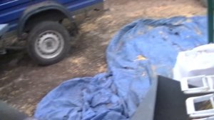 Сушка зерна кукурузы в домашних условиях