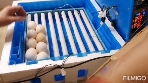 Инкубатор Птичий двор. Инкубирование яиц индюшек.