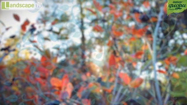 Висадка розсади смотреть онлайн